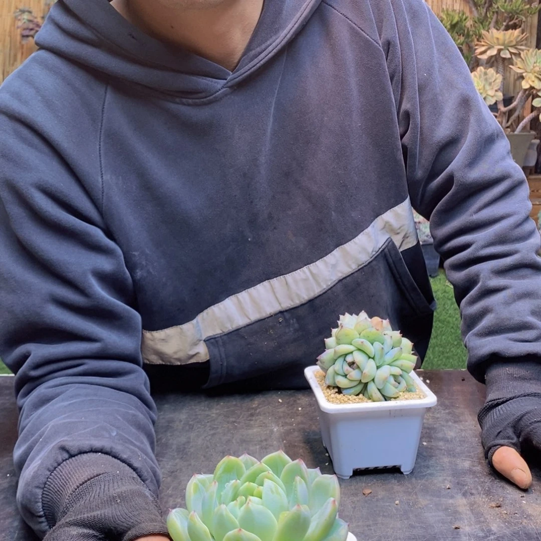 上***调C162号雪花真尼多肉