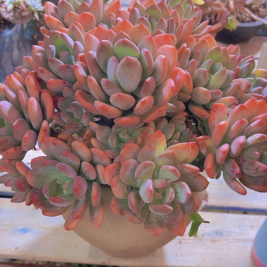 芳*多肉老桩多肉老桩