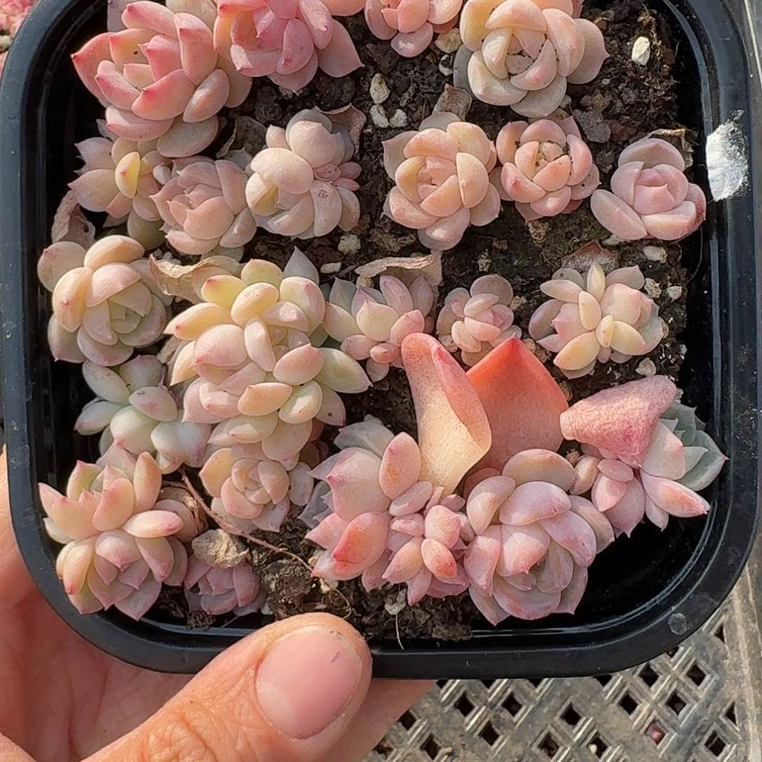 杂交新品珍妮多肉1521