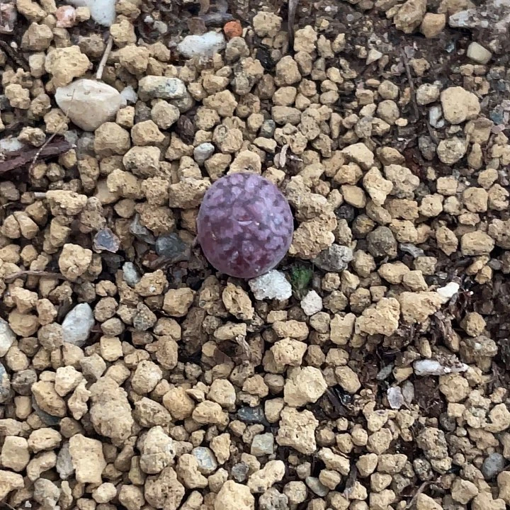 4-97马克多肉植物