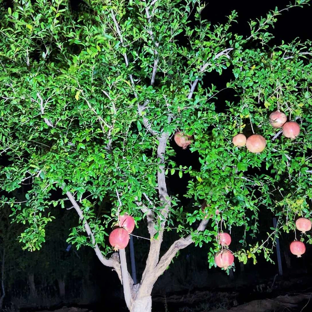 最***人突尼斯软籽石榴树