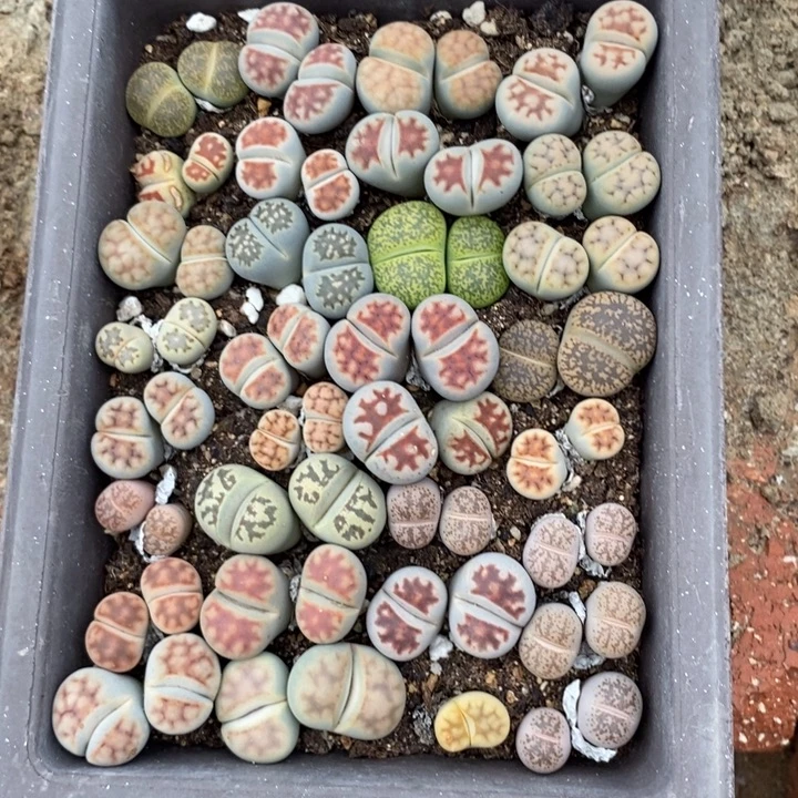 *****生石花是什么鬼769