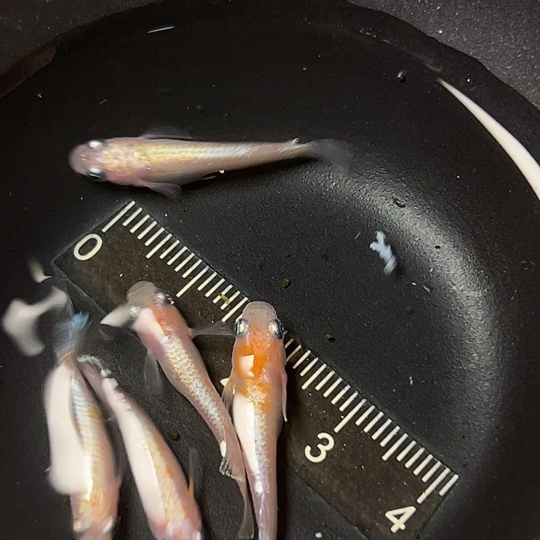 海水赤壁红白一组62