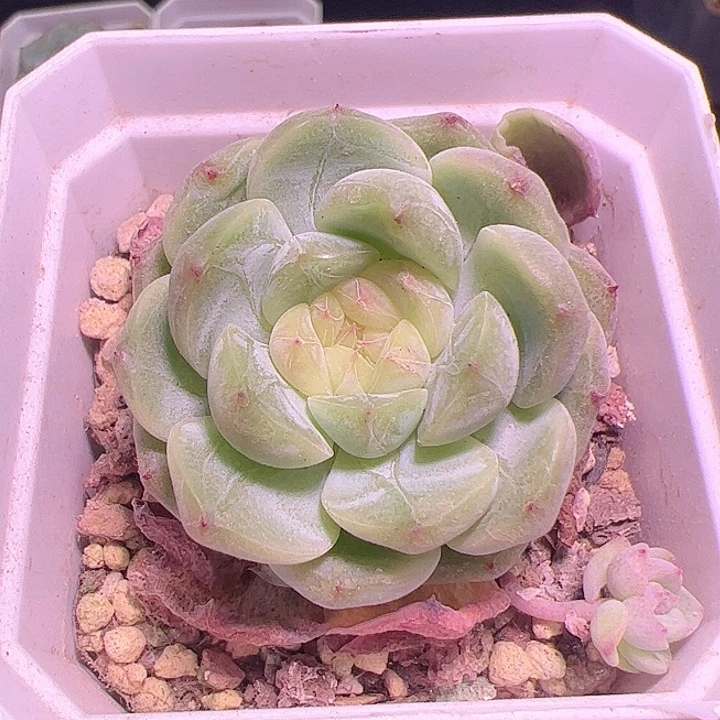 甜心多肉植物特价