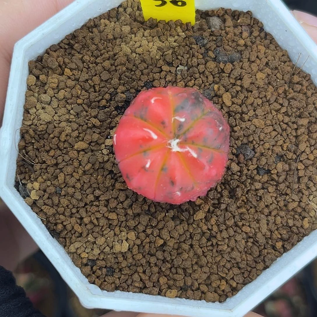 实生虎斑兜锦带盆发F56