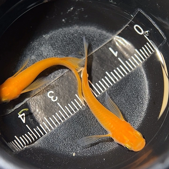 海水鱼真长鳍红帝09