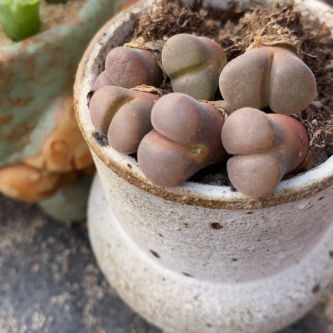 黑玫瑰风铃一颗。