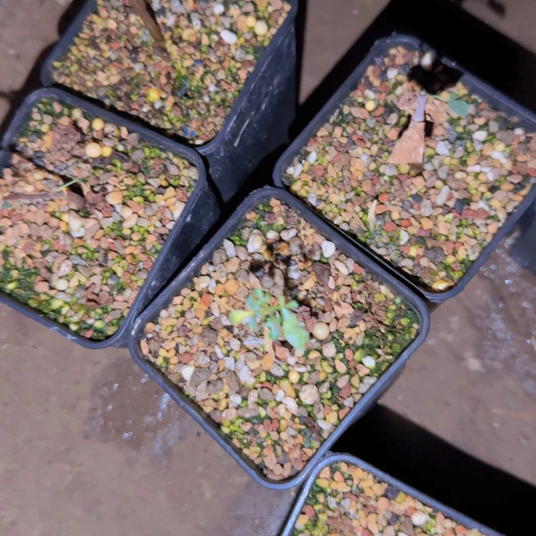 块根植物块根植物