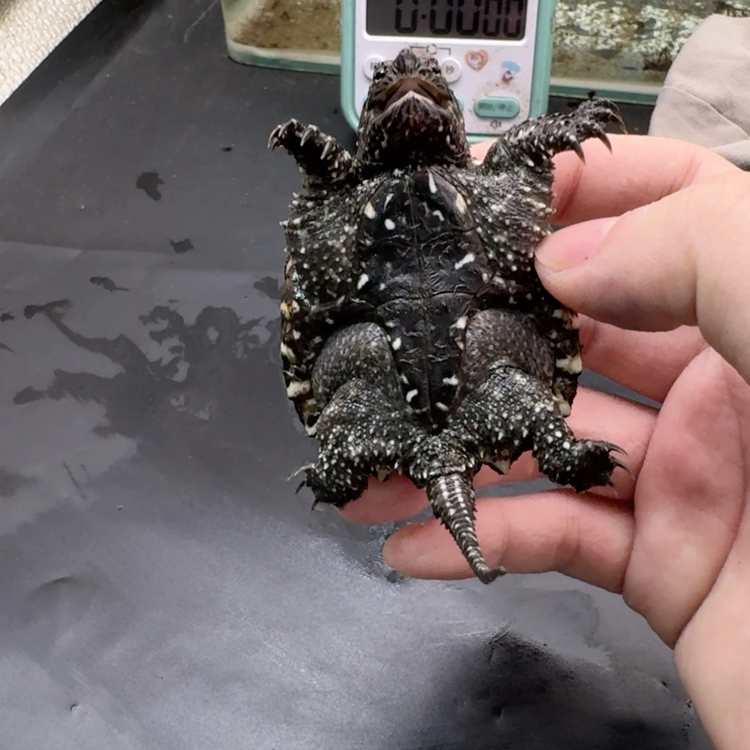 宠物龟不分公母111