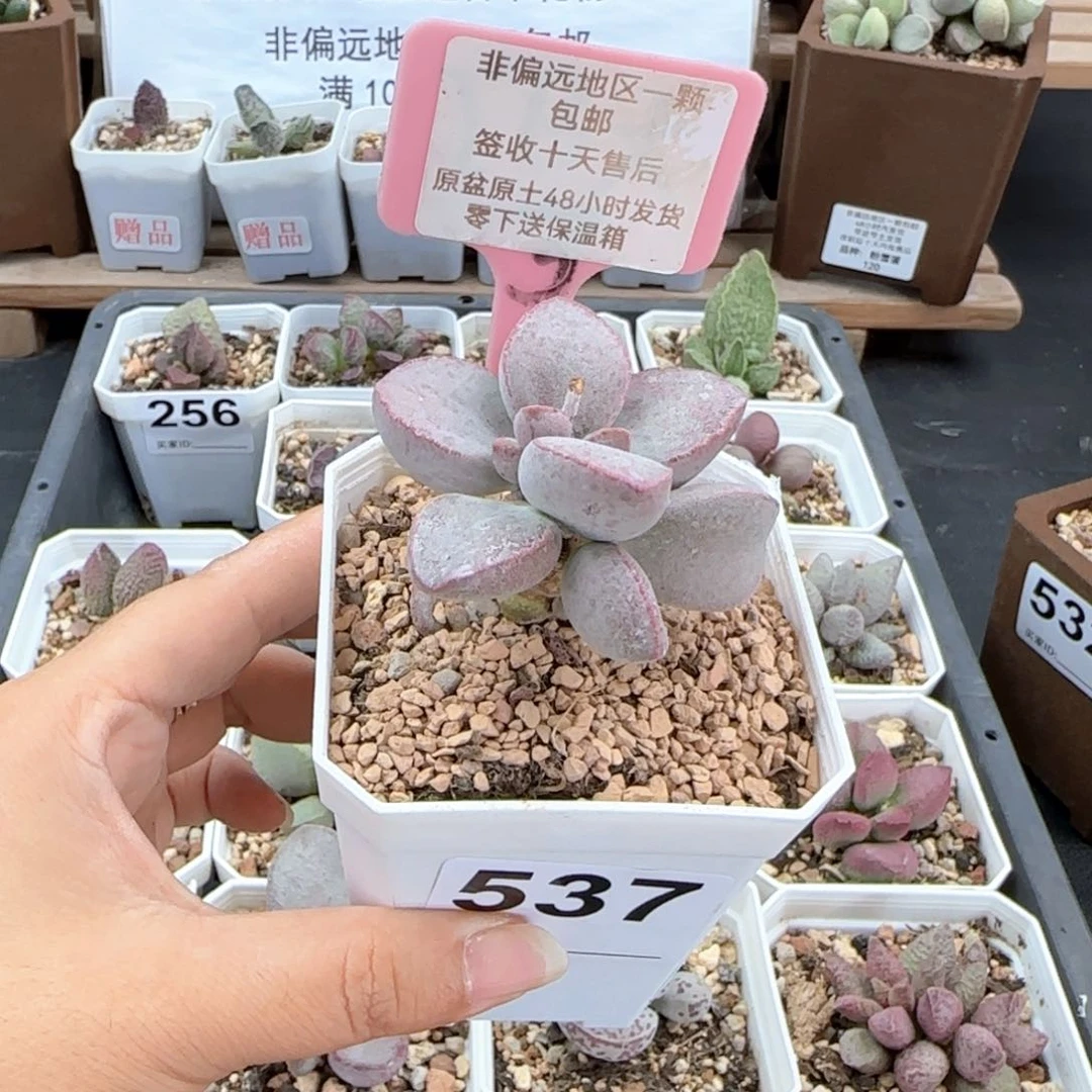 537金牛座多肉植物