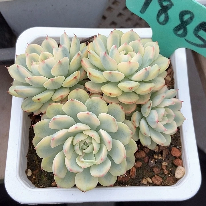 多肉植物姬莲锦1885