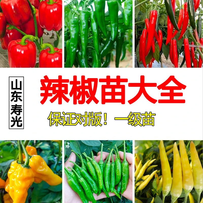 各种辣椒苗大全蔬菜秧苗辣椒秧苗开春福利四季高产寿光苗场带土发