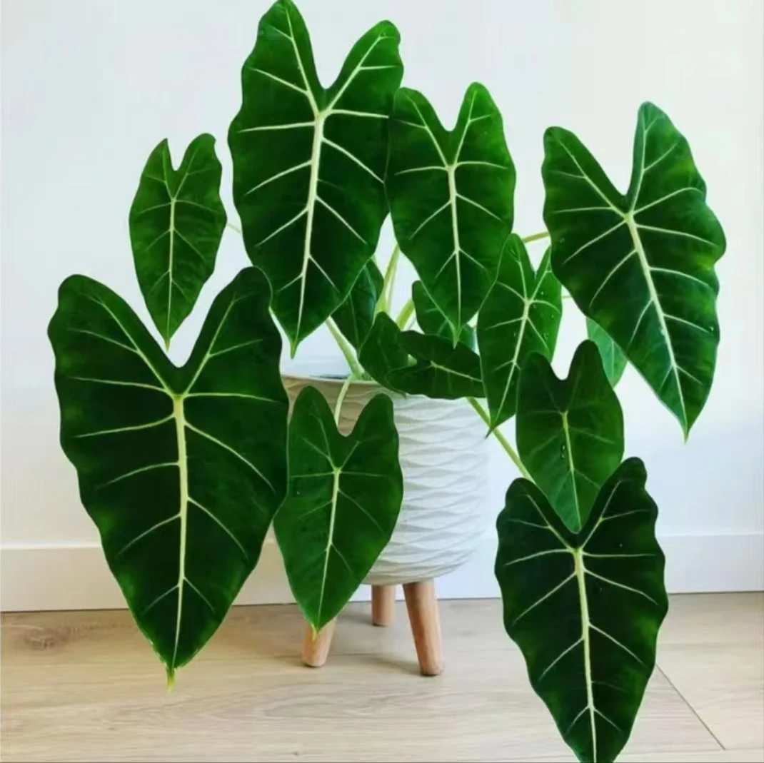 绿天鹅绒海芋室内观叶热带绿植好养盆栽
