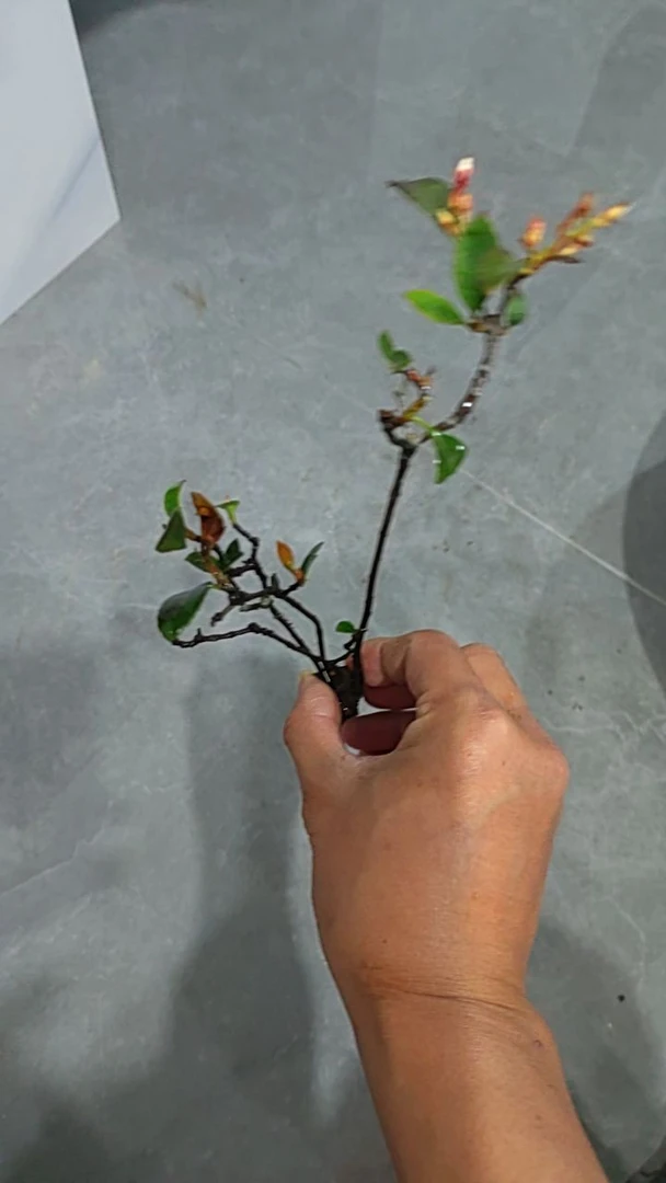 海岛春花，桅子花，石枫（一物一拍，京东包邮）
