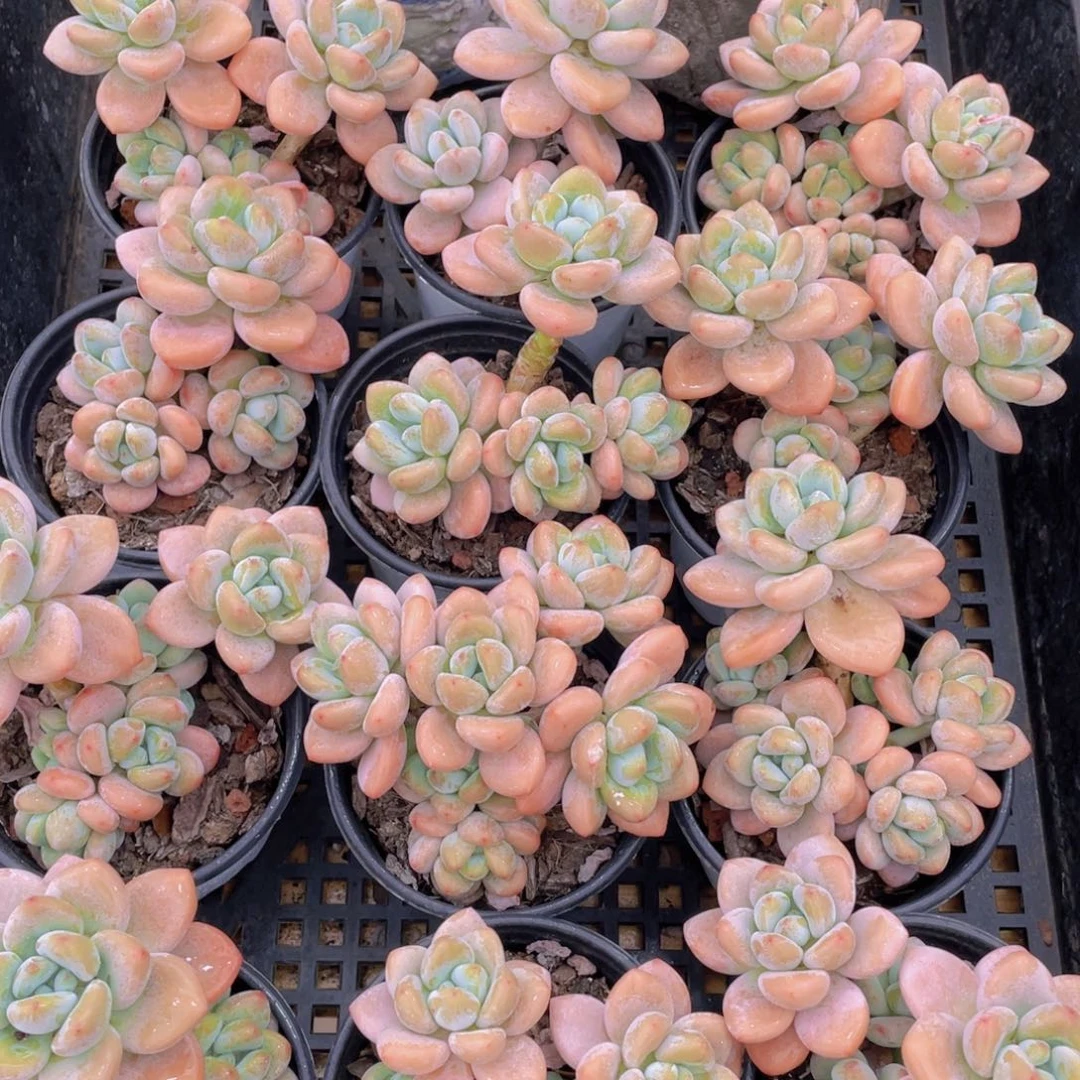 量拍22号 优选红洛神大群生一个