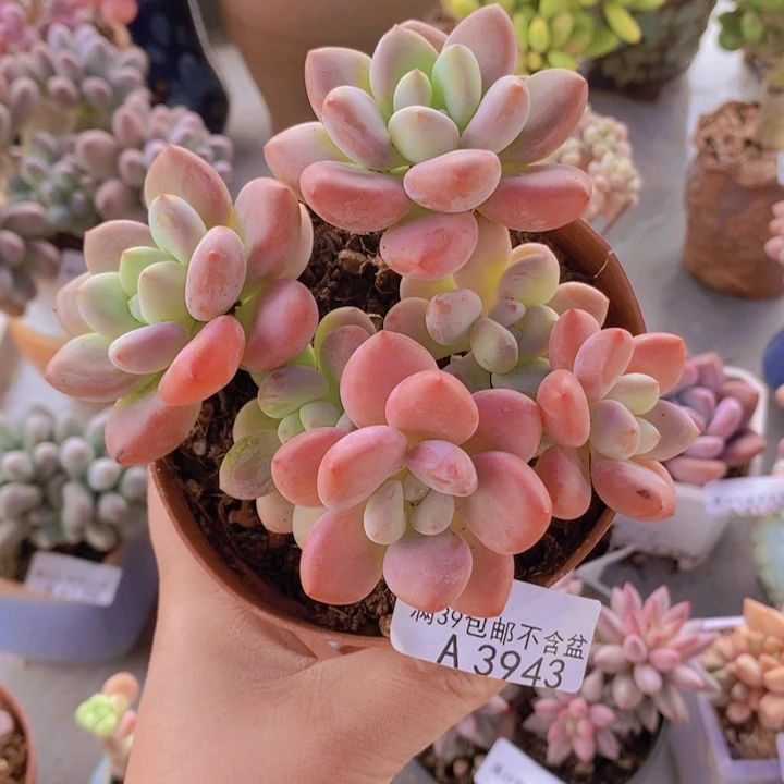 樱花洛神10cm3943多肉植物