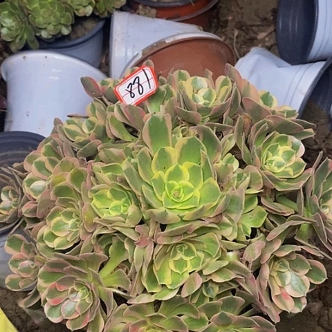 布加迪老桩捧花881号