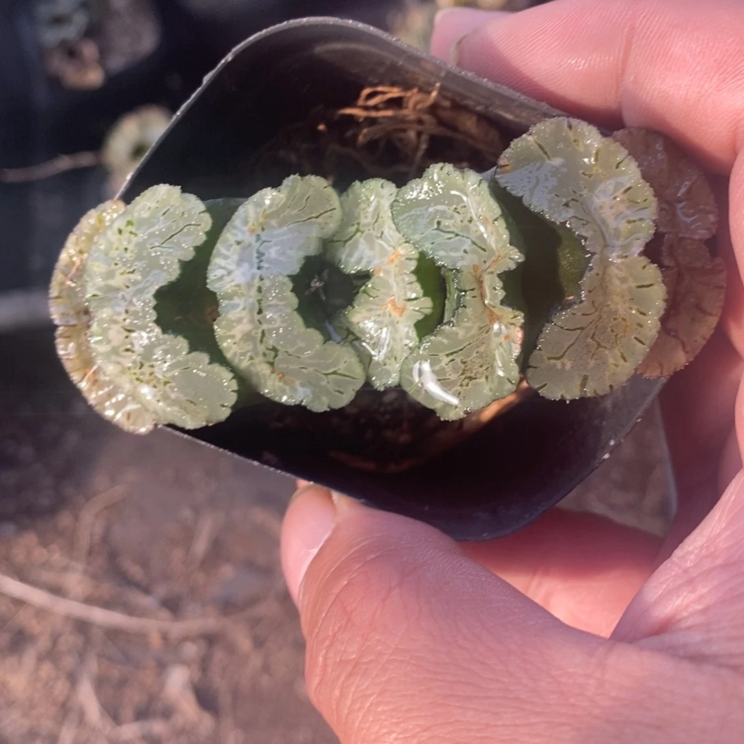 一颗大年份玉扇 零差评 双11整点福利