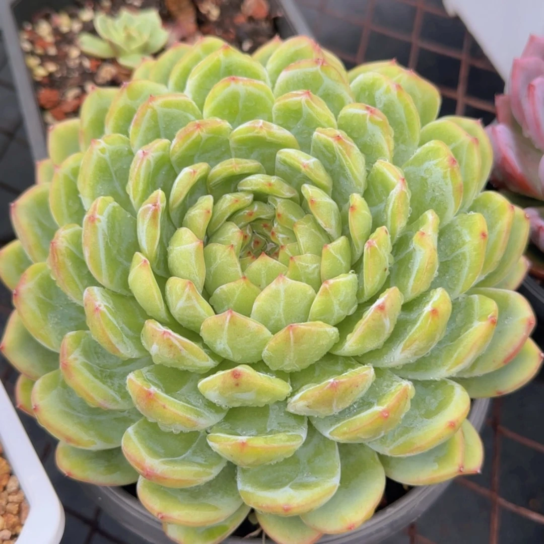 【闪购商品】母本大雪花珍妮88