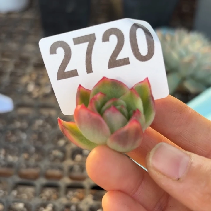 头盖锦无根多肉植物满18包邮