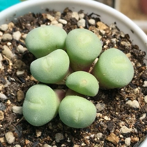 多肉肉锥 紫花毛饼