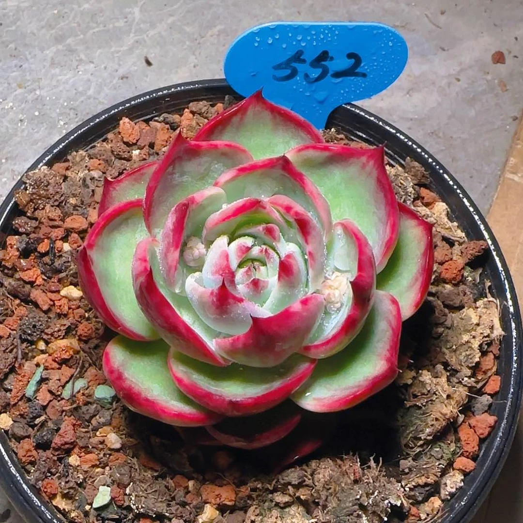 惊鸿仙子一物一拍552个