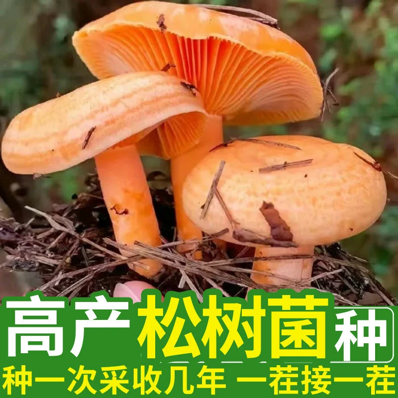 【店铺热销】乌枞菌黄枞菌菌种包原种人工室内外种植可食用蘑菇四季