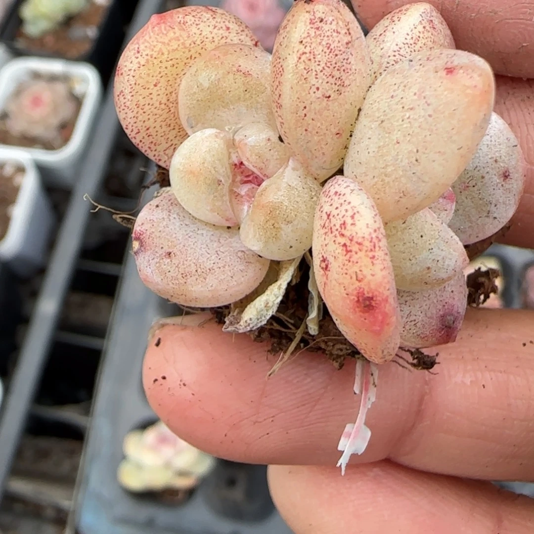 多肉小卡拉米糖心一物一拍