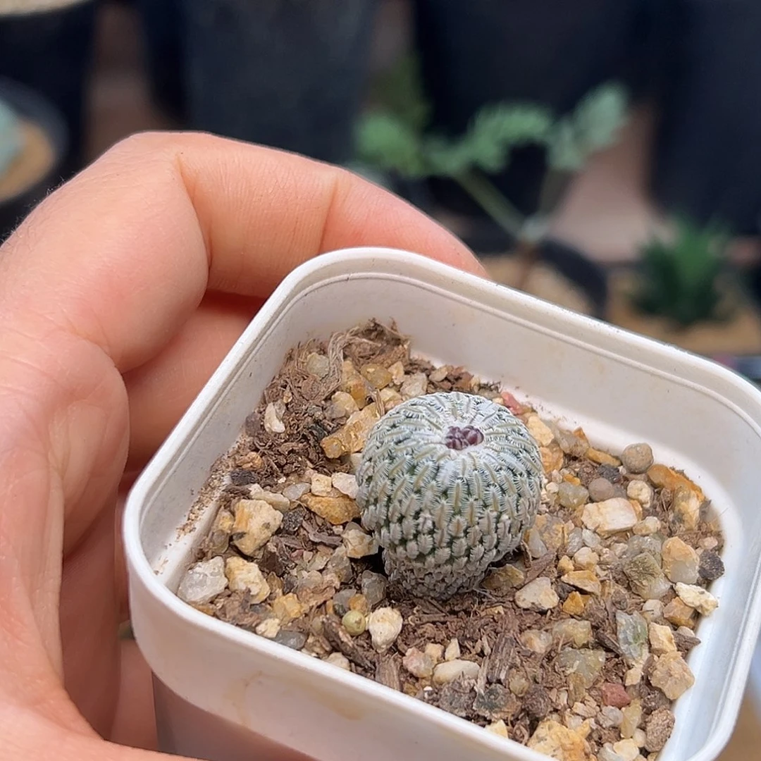 实生精巧殿，18包邮非偏远