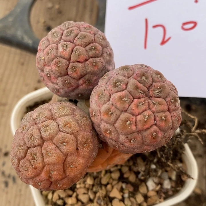 477一颗一颗一颗