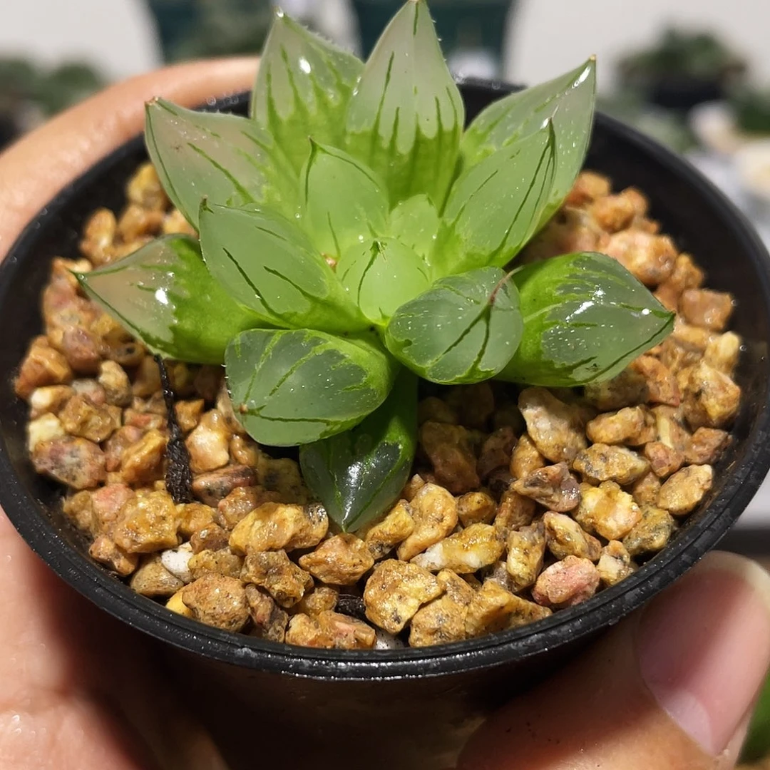 万象盆西亚基多肉