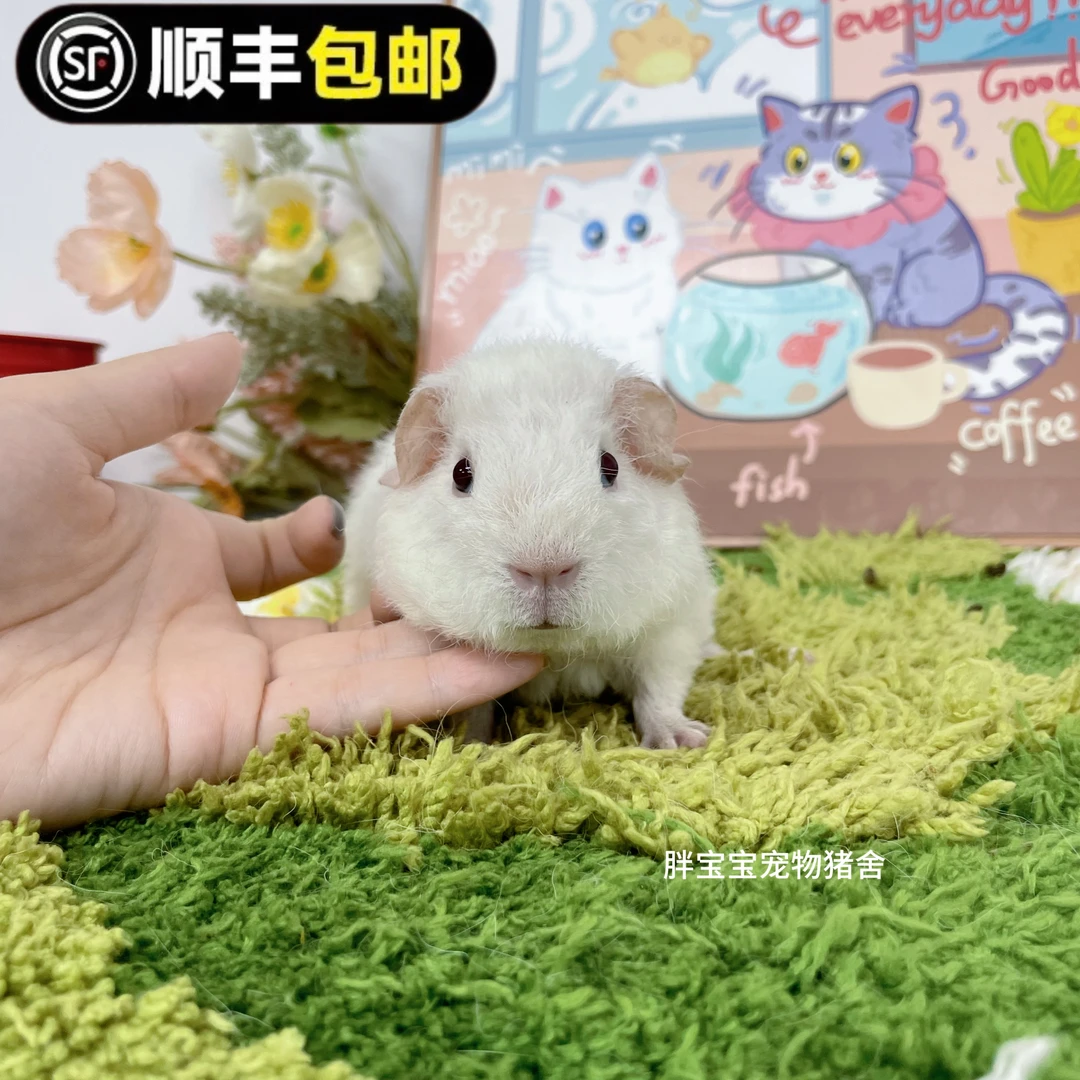 可爱白美泰弟弟 葡萄眼 尴尬期 顺丰包邮