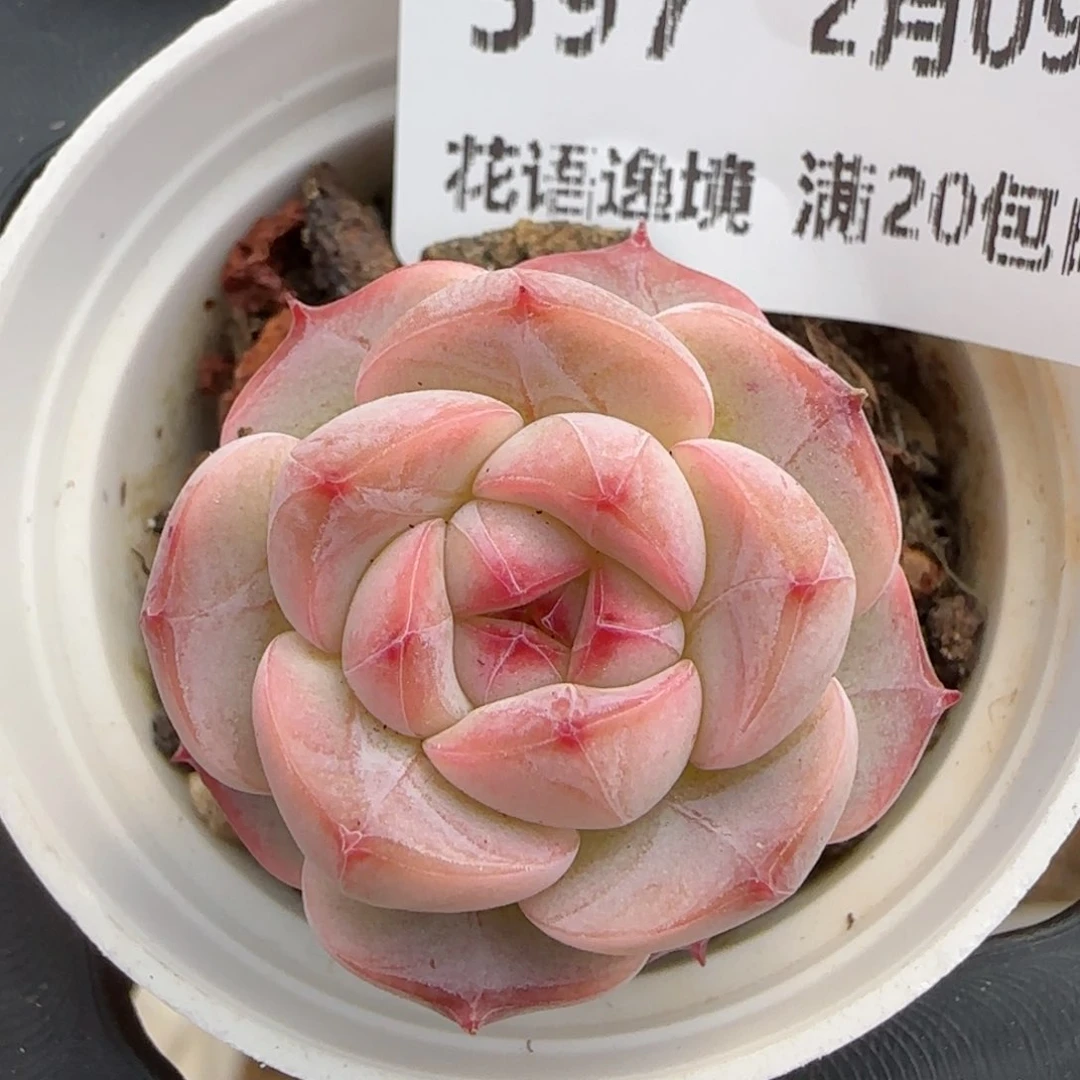 花语逸境0209-597