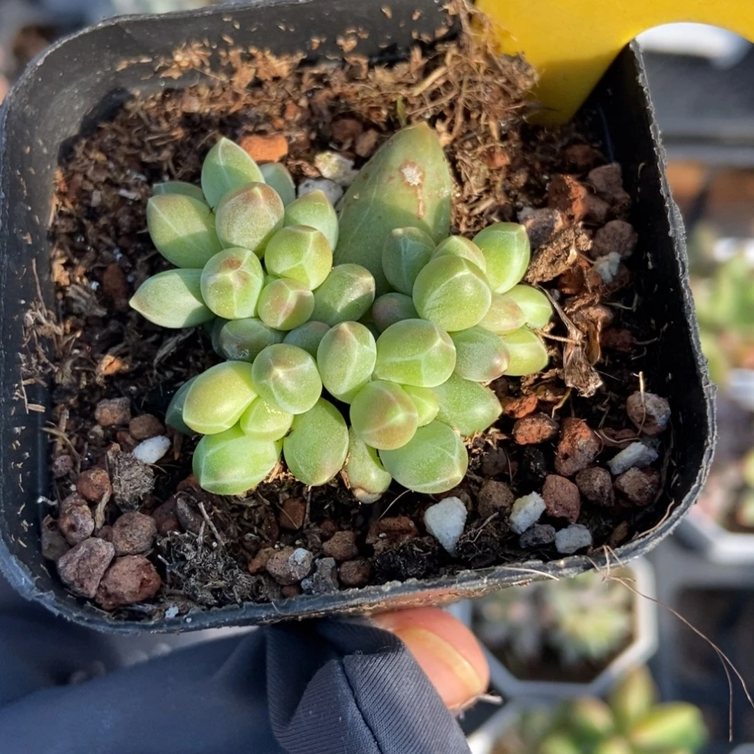 1938伊卡鲁斯多肉植物