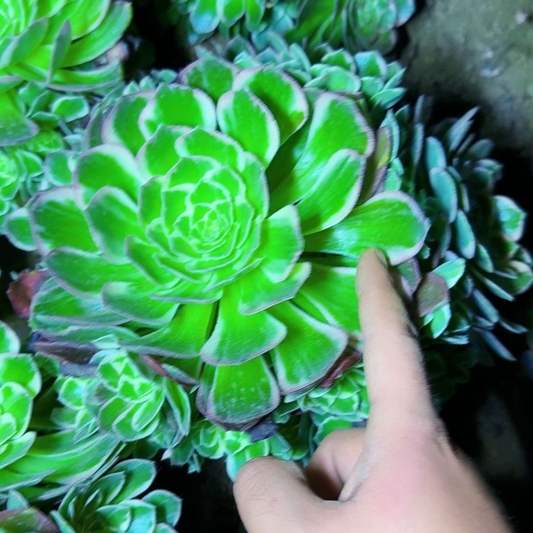 水蜜桃法师满20包邮