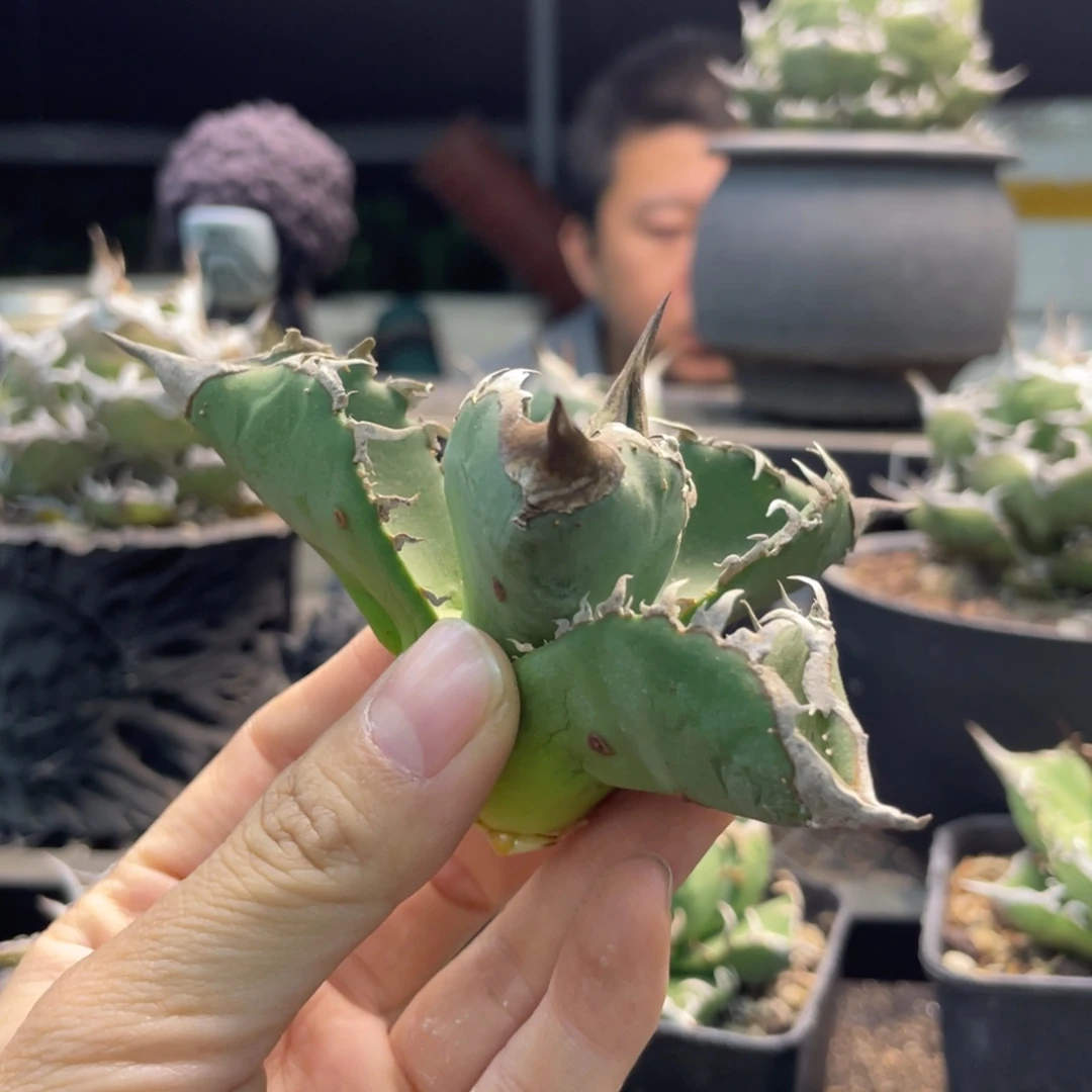 白犀头盖8888888888