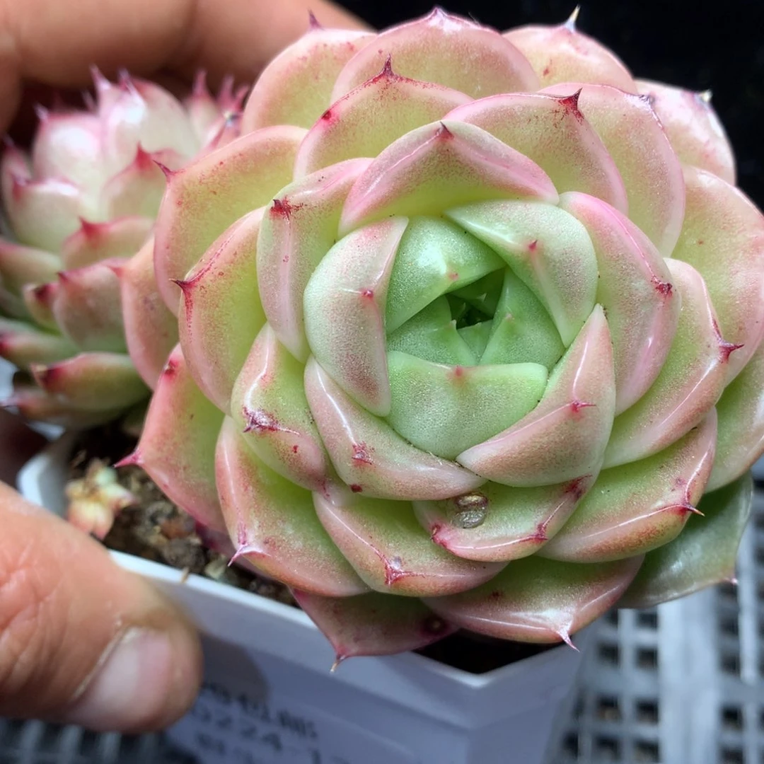 0224-128 麦杆优选