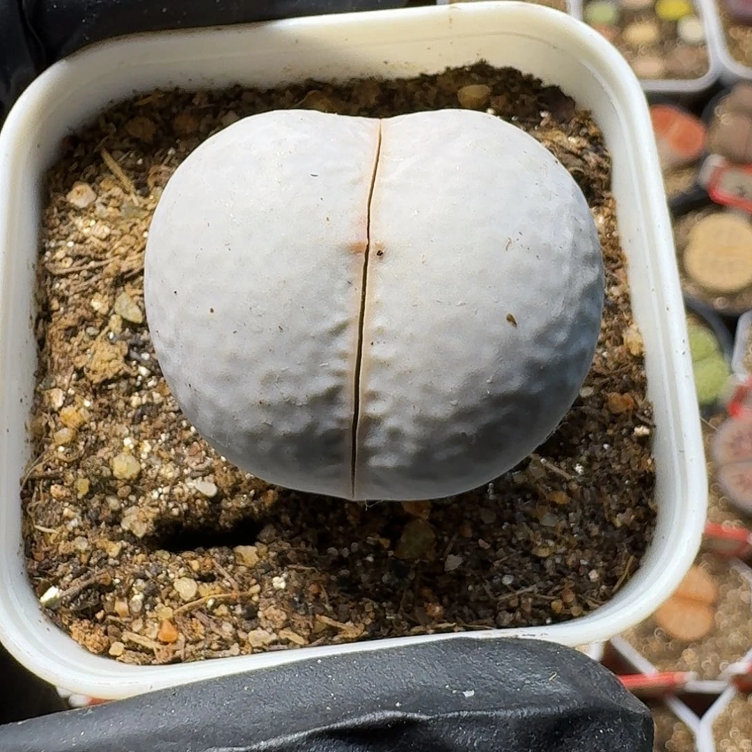 阿*生石花等1111111。 212