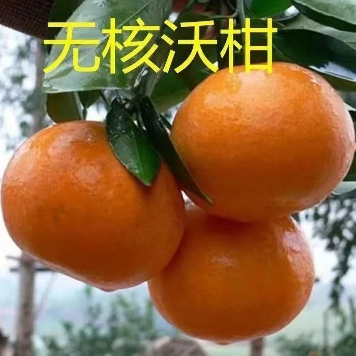 【沃柑树苗】正宗嫁接广西武鸣沃柑树苗无核高产树苗纯正无籽柑橘