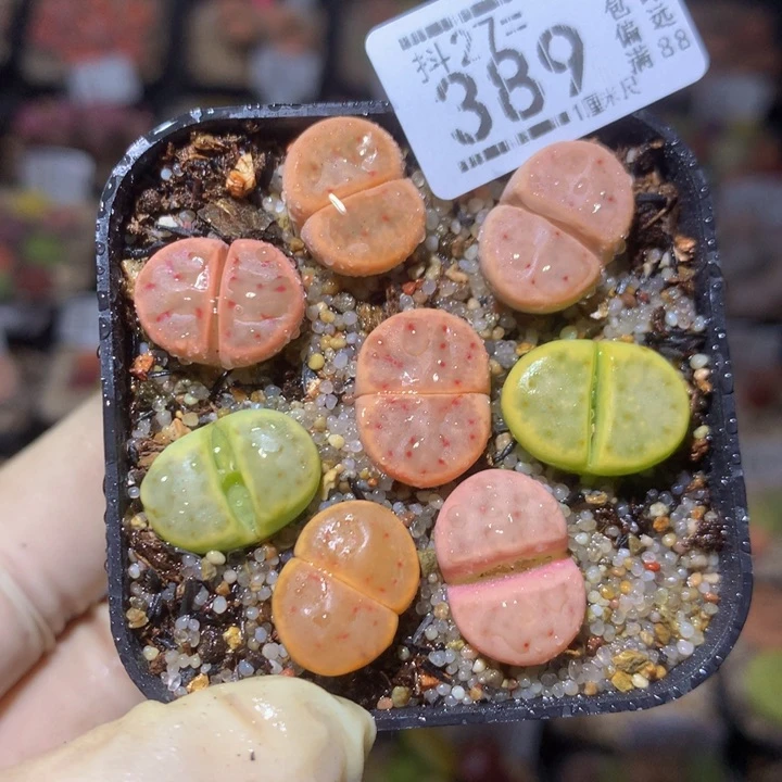 精品生石花27.389