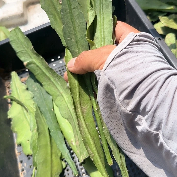 竞价捏花叶片10块的