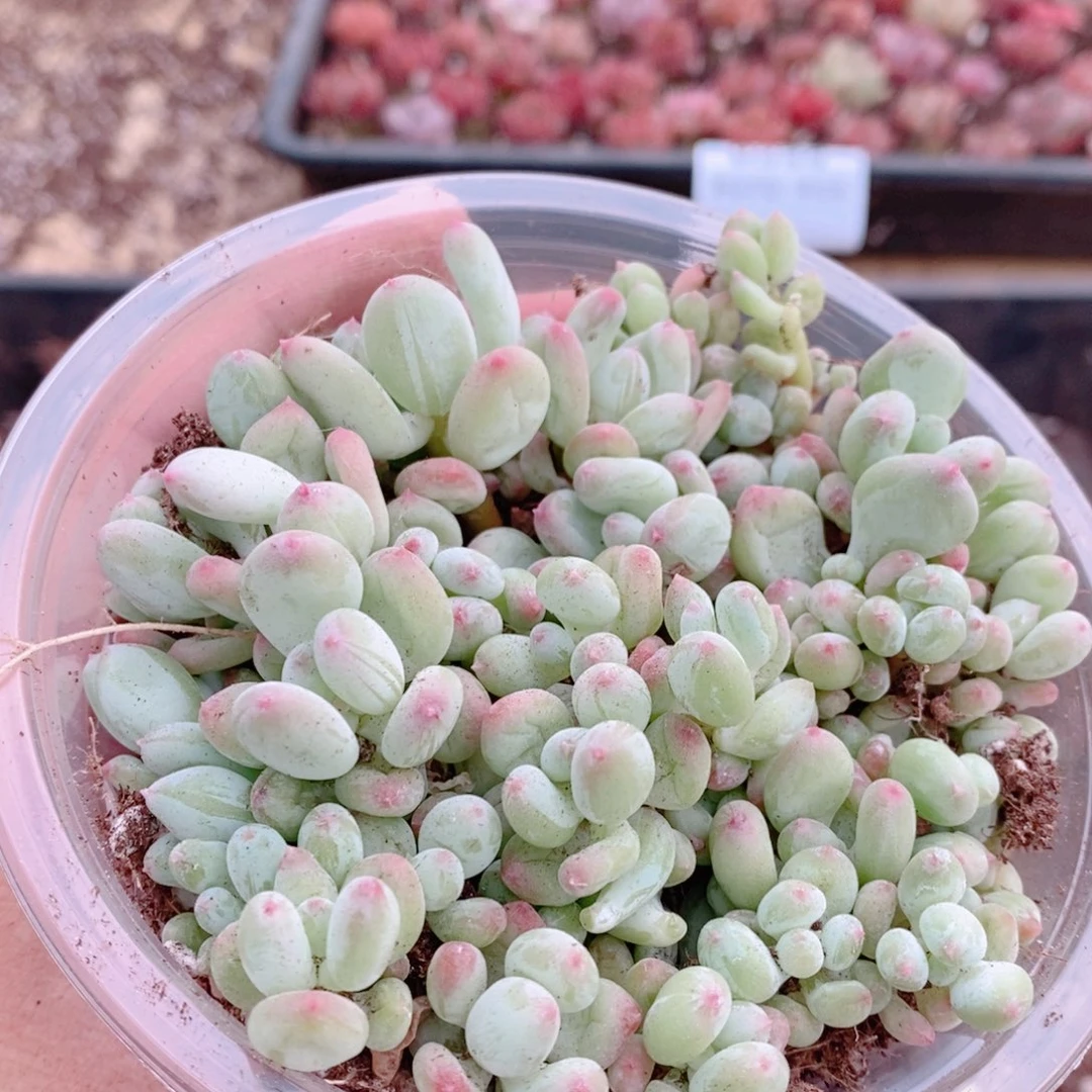 多肉植物精品切糕B358