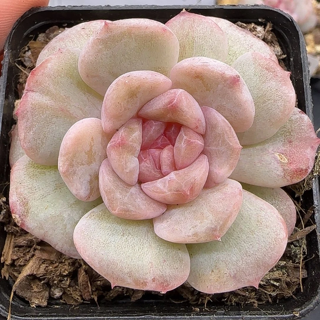 529石化糖心【满29包邮非偏远】