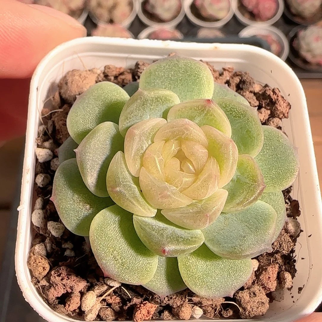 多肉1206-69无尽灯