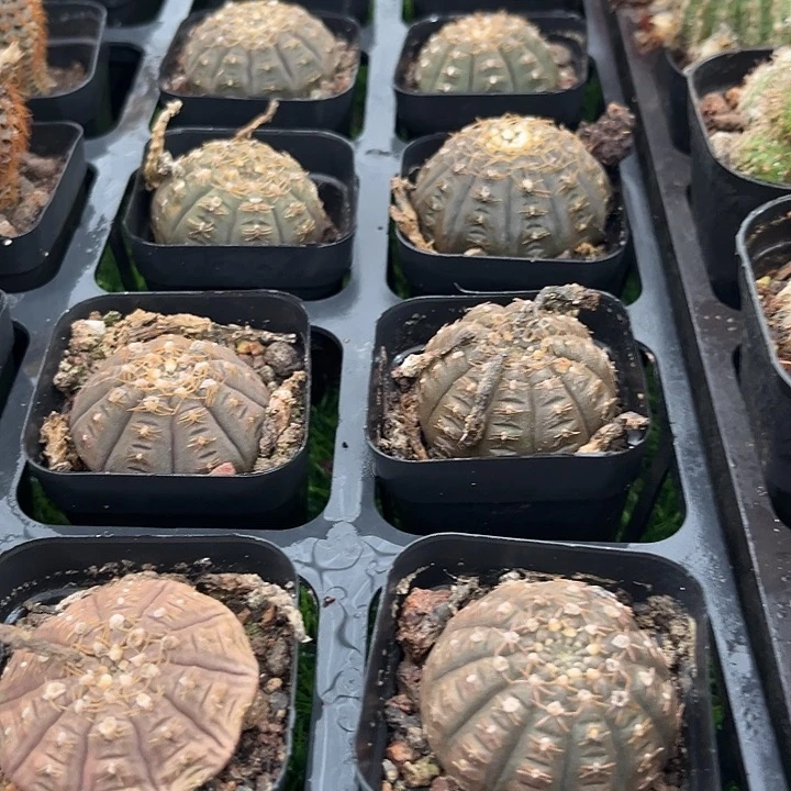 单头拉根满25包邮