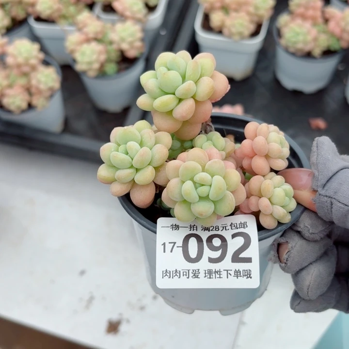 洛可可无盆土发货多肉多