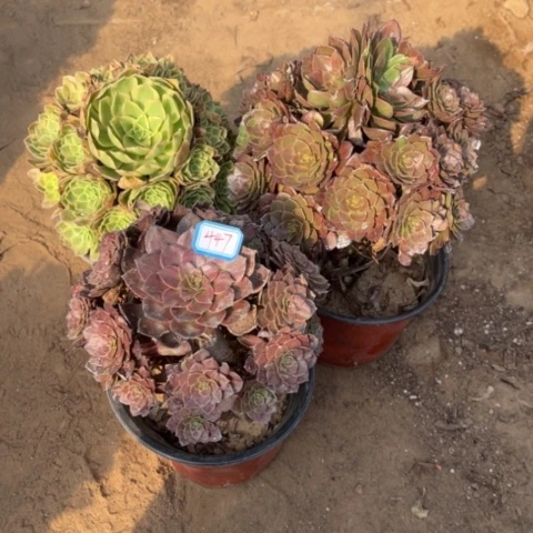 447多肉植物组合，