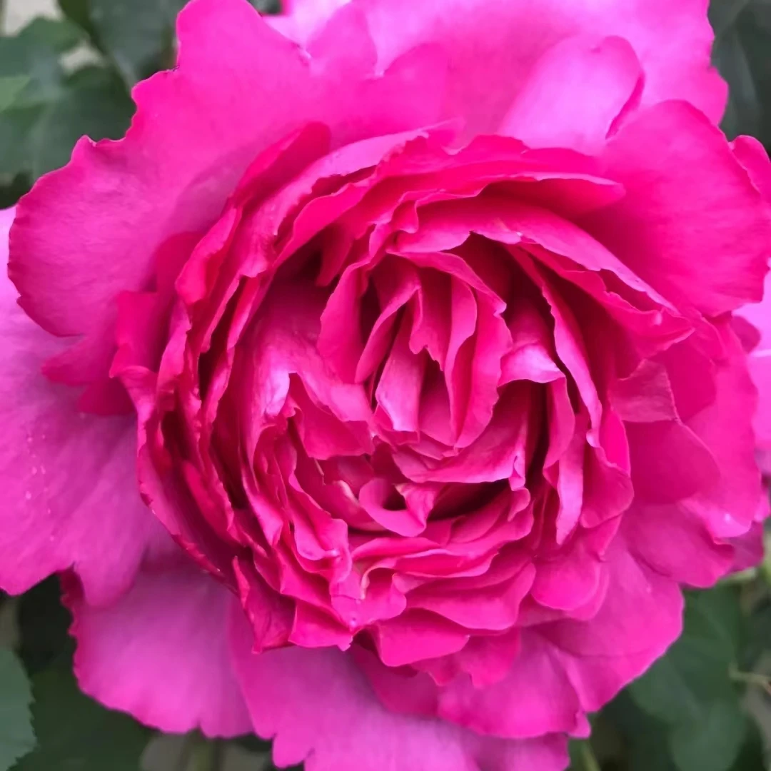 【伊芙伯爵】独颗根接 大花浓香 四季植物可盆栽地栽花卉