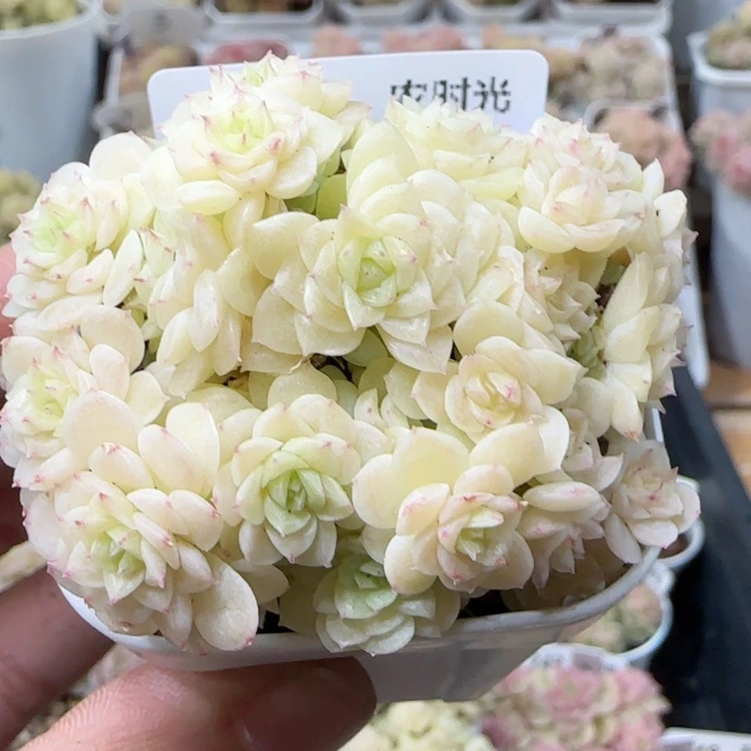 【闪购商品】0222-250（ht-29）