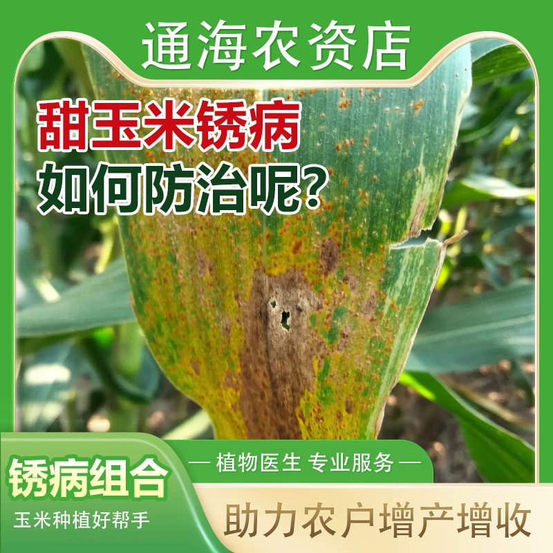 甜玉米锈病营养防治组合